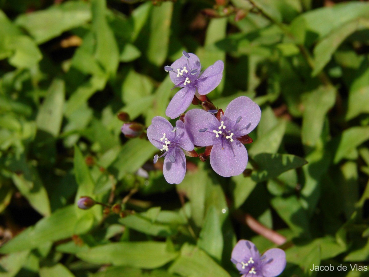 Murdannia spirata var. spirata (L.) G.Brückn.